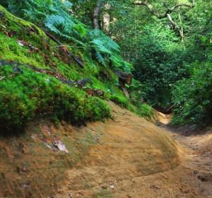 Mystery Road. North Downs way west of Guildford, July 2014. Microclimates and geology 