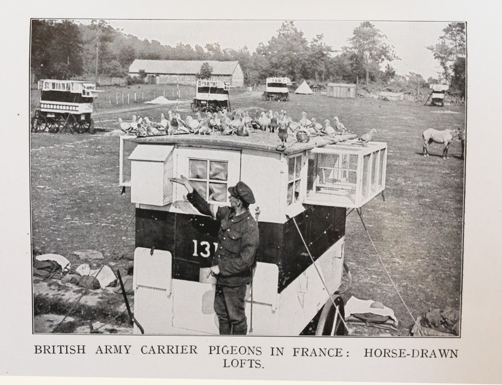 pigeons
